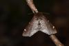 Odontosia carmelita